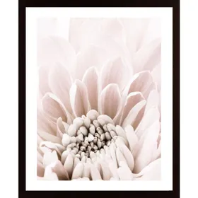 Chrysanthemum No 06 Poster