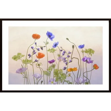 Poppy A Anemone Poster: Ett Botaniskt Värverk