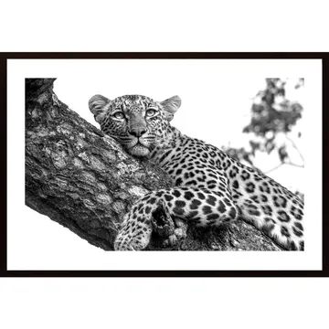 Resting Leopard Poster | En Tidlös Canvas
