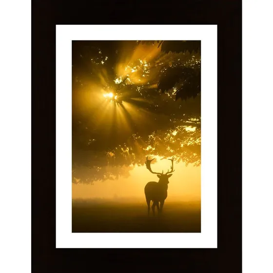 Mist On Tree Can'T Stop Sunshine Poster
