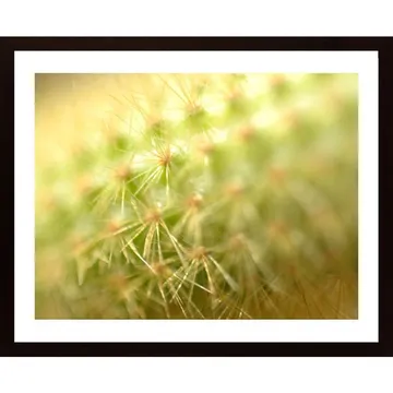 Hildewintera Cactus Poster