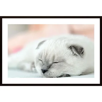 Cute Little Kitten Poster &ndash; förgyll dina väggar