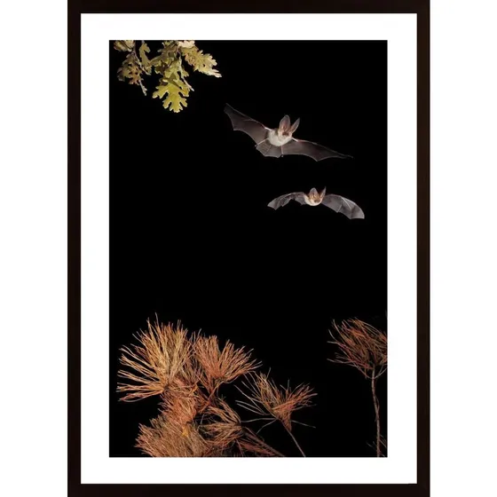 Bats And Halloween Poster