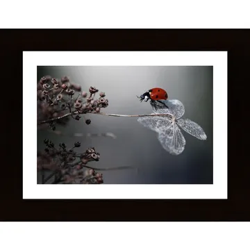 Ladybird On Hydrangea Poster: En slående komposition av natur och konst