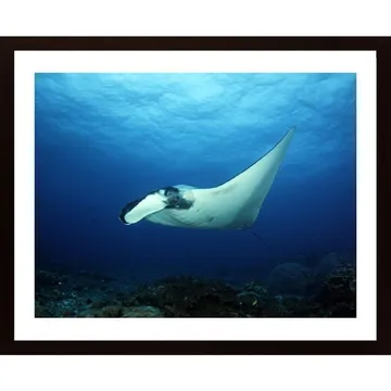 Oceanic Manta Ray Poster: Största undervattensvärlden på nära håll