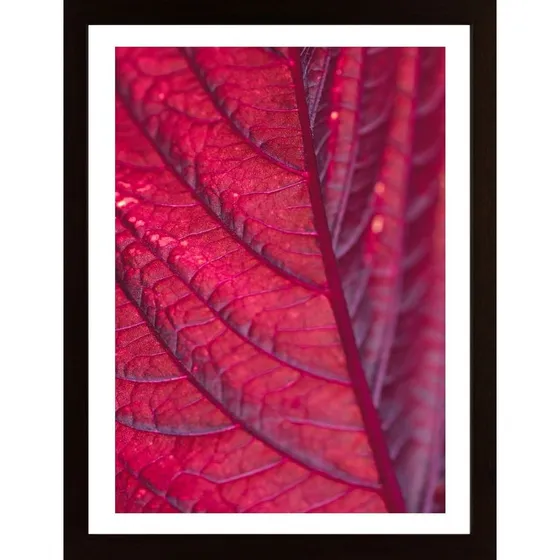 Red Leaf Poster
