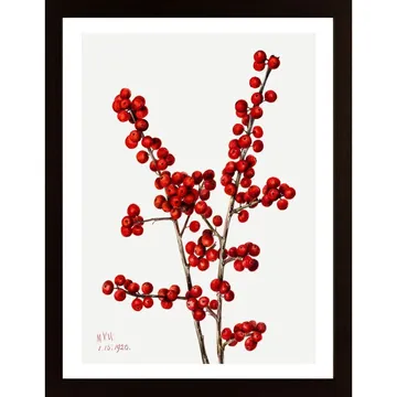 Walcott-Winterberry Poster: En Botanisk Skatt av Mary Vaux Walcott