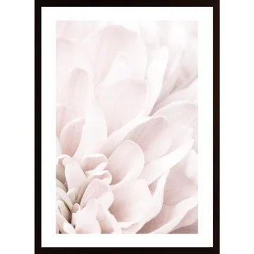 Chrysanthemum No. 04 Poster: Skönhet i Blommor