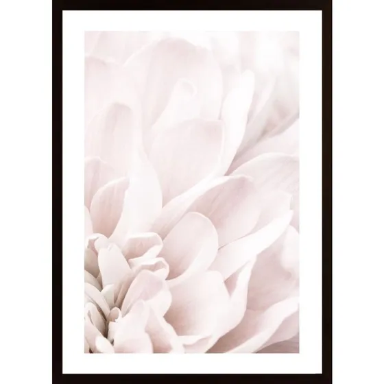 Chrysanthemum No 04 Poster