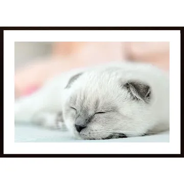 Cute Little Kitten Poster | Dekorera med charm