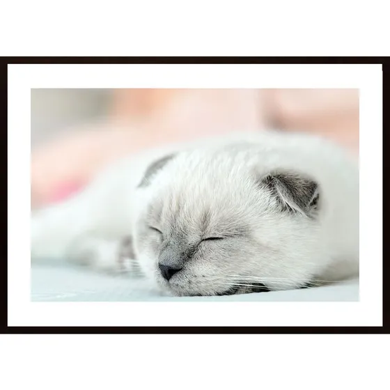 Cute Little Kitten Poster