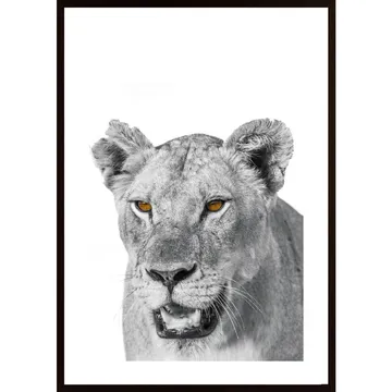 African Lion Poster: Njut av savannens majestät i ditt hem