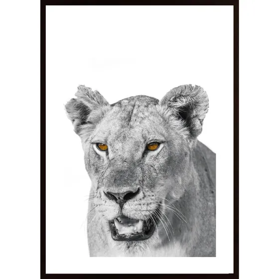 African Lion Poster