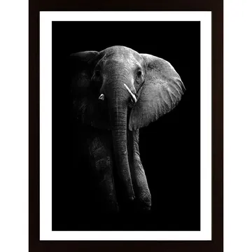 Elephant! Poster: Närkontakt med Afrikas jätte