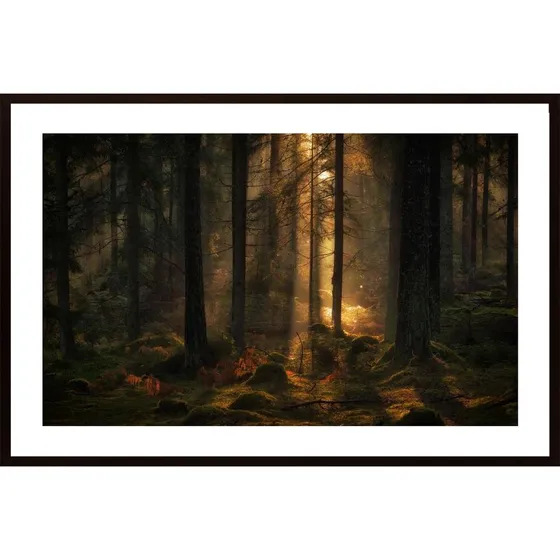 The Light In The Forest Poster