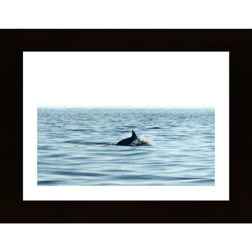 Swimming Dolphin In The Sea Poster: Ett Inspirerande Tillskott Till Ditt Hem