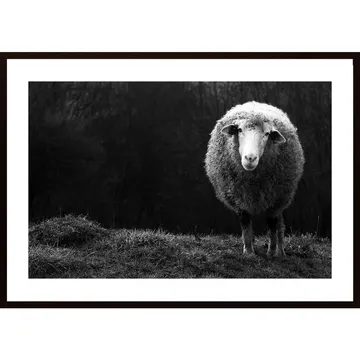 Wondering Sheep Poster: en perfekt inredningsdetalj för hemmet