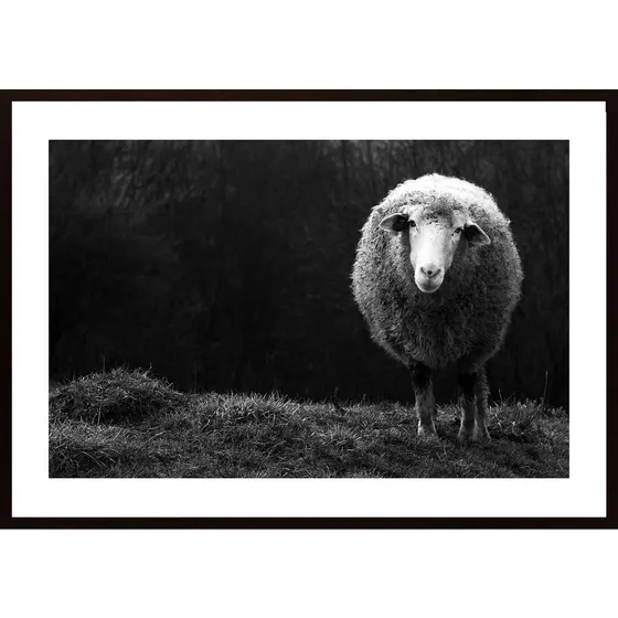 Wondering Sheep Poster