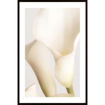 White Calla Lily No 2 Poster: Elegant Abstraction