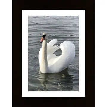 Swan Poster - En Klassisk Skildring av Skönhet och Grace