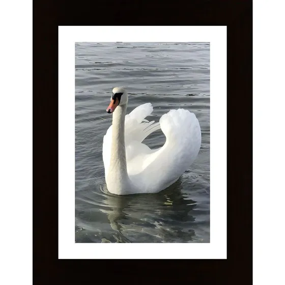Swan Poster