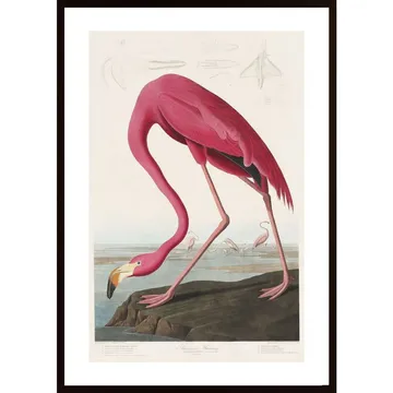 Pink Flamingo Poster: Unik och Tidlös Design