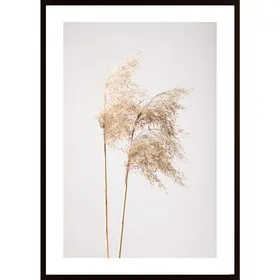 Reed Grass Grey 02 Poster