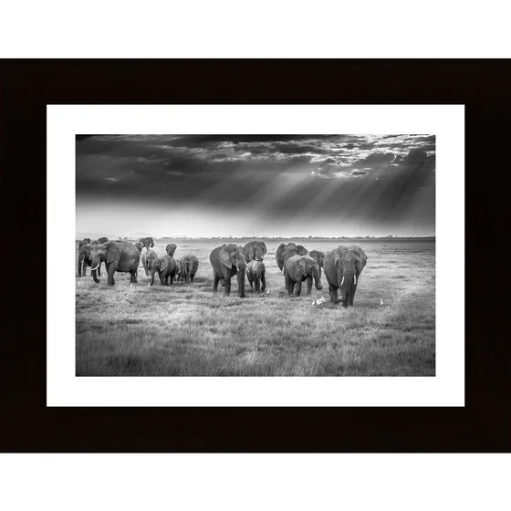 Breakfast With Pachyderms Poster