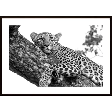 Resting Leopard Poster: Ett exklusivt komplement till ditt hem