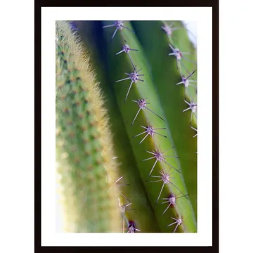Kolce Kaktusa Poster: Inred med Naturens Skönhet