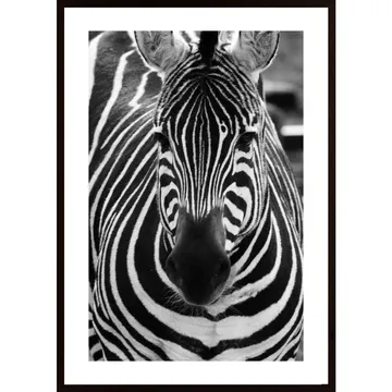 Striped Zebra Poster: Ett Släkting Uttryck av Vildmarken