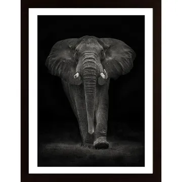 Ngorongoro Bull Poster: Klassisk konstsafari till ditt hem