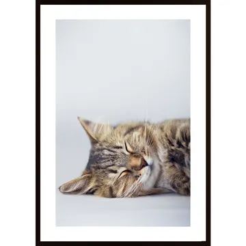 Very Cute Cat 1 Poster: En Poster du Inte Vill Missa