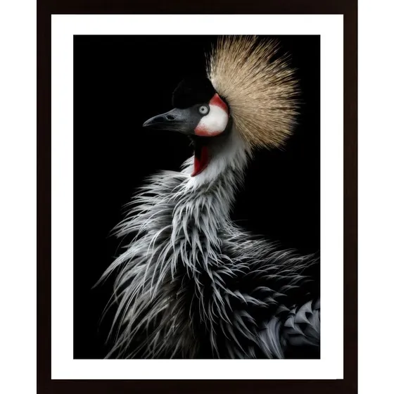 Crowned Crane'S Portrait Poster