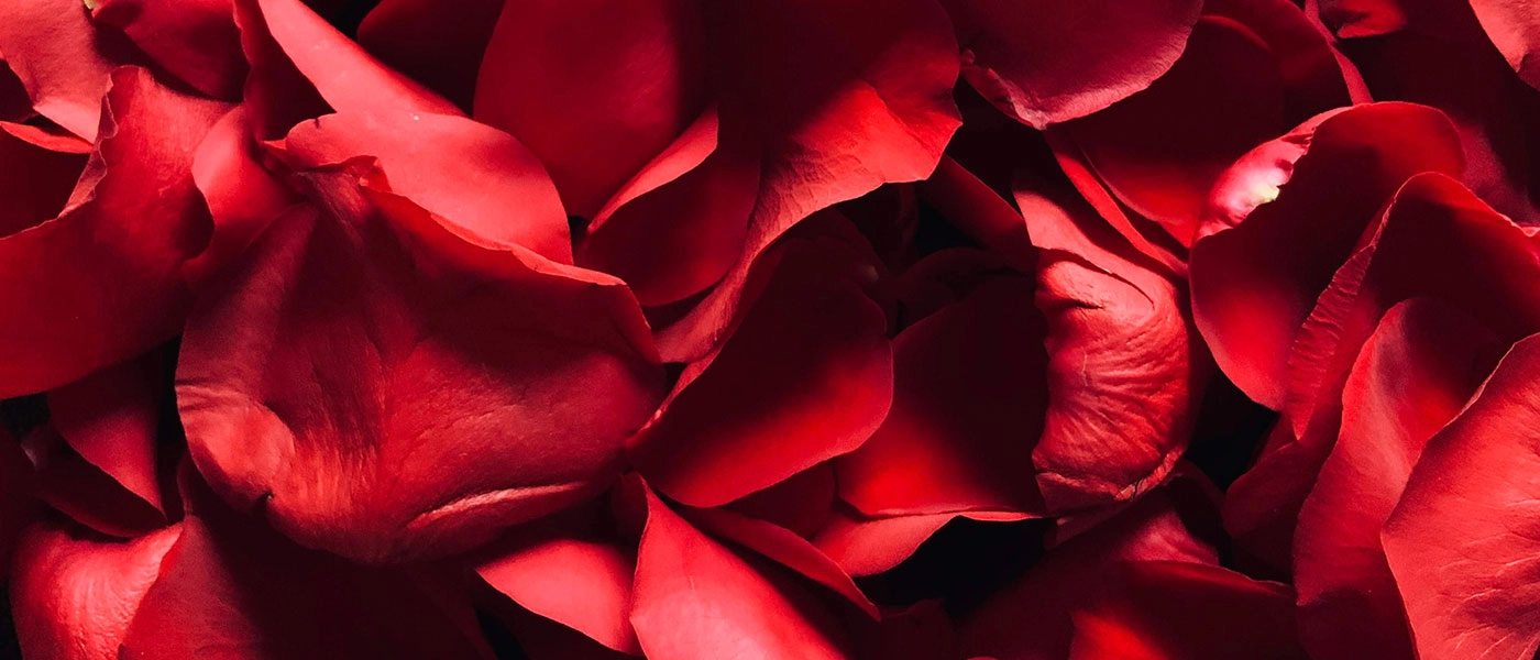 röda rosor som representerar alla hjärtans dag