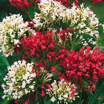 Cantranthus Ruber: Röda Och Vita Blommor I Din Trädgård