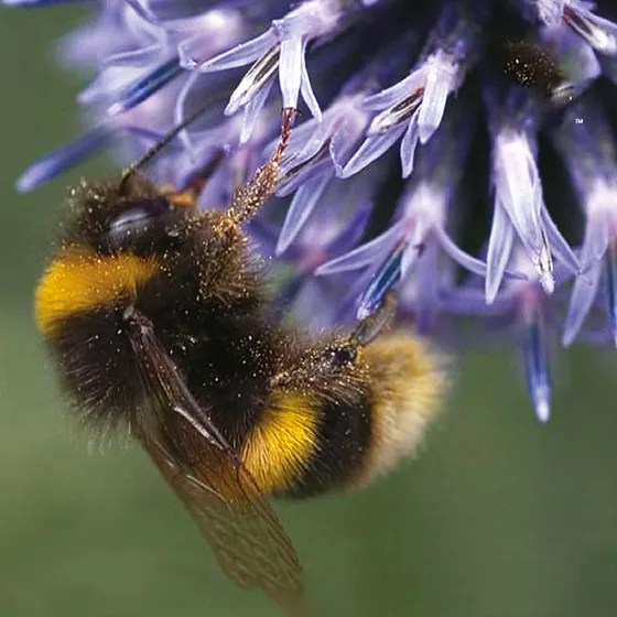 Sommarblommor mix för pollinerare