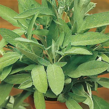 Salvia: Fröer till naturlig skönhet