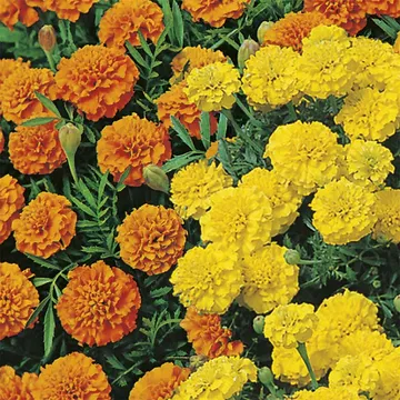 Tagetes patula 'Orange & Lemons': Blomsterprakt i orange och gult