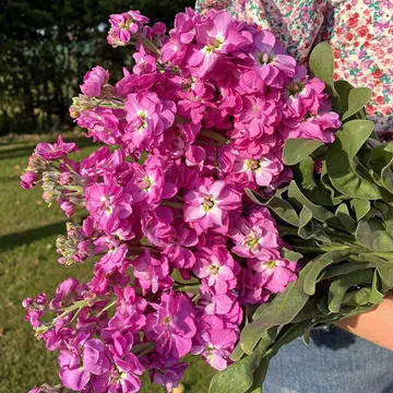 Lövkoja 'Anytime Hot Pink': En blommig skönhet för din trädgård