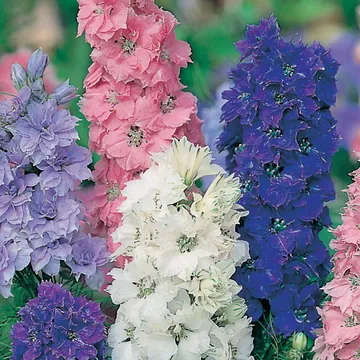 Romersk riddarsporre 'Hyacinth Dwarf Mixed' - Fantastiskt tillskott till din blomsterprakt